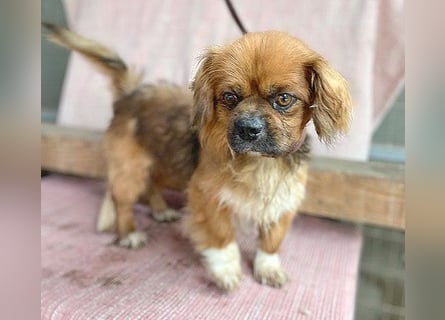 ❤️ kleiner Herzensbrecher PADDY - 8 Jahre, 30cm/8kg - Pekinese
