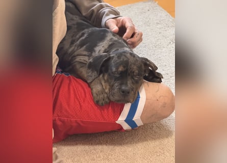 Super schöner Two Face American Bully XL Rüde