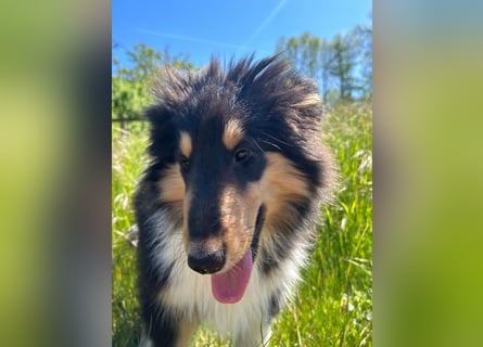 Colliewelpen im amerikanischen Typ