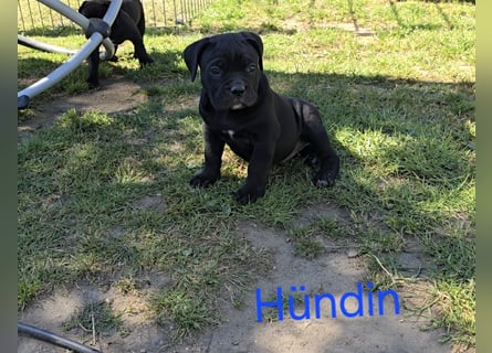 Presa Canario x Cane Corso 