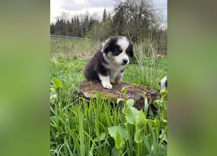 Australian Shepherd Welpen