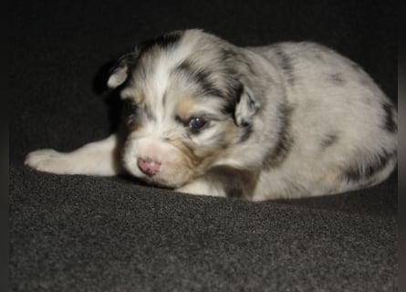 Traumhafte Mini Aussie Welpen,alle Farben, aus seriös. Zucht!
