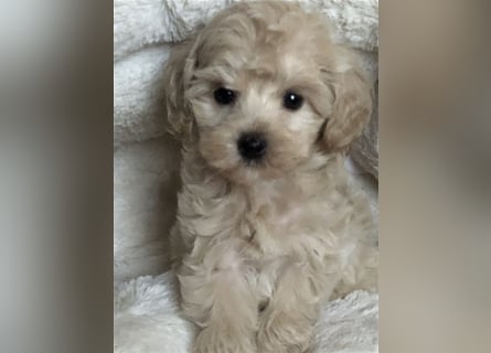 Sehr schöne Maltipoo welpen in abricot und crème farben