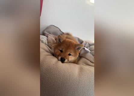 Shiba inu Welpen mit Papieren, an Erbkrankheiten getestet, Transport möglich!
