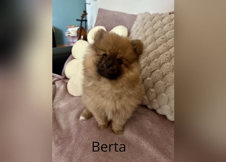 Reinrassige Pomeranian (Zwergspitz) Teddy-Hündin ab sofort abzugeben