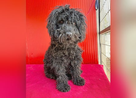schmusige Puli-Hündin XENA - 2 Jahre, 40cm/12kg 