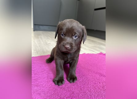 Labrador Retriever Labbi Welpen