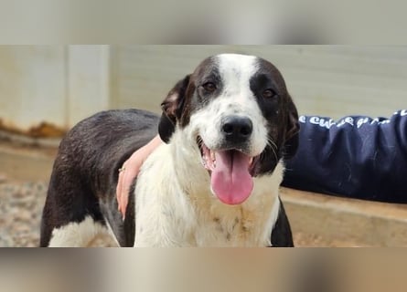 Milla - Gute-Laune-Hund wartet auf Sie