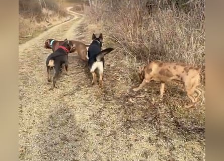 Lieber Schäferhund Rüde