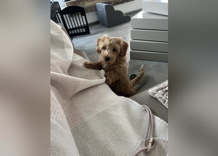 Maltipoo - Welpen - Rüden und Hündin