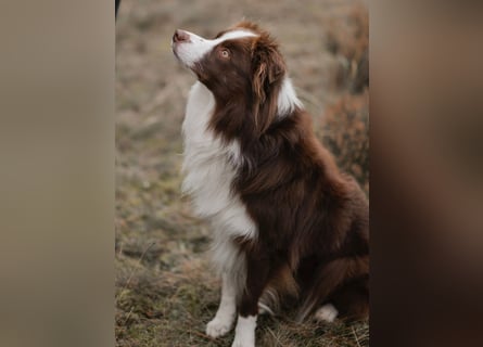 Wurf Ankündigung,  reinrassige Border Collie Welpen mit Papieren!!