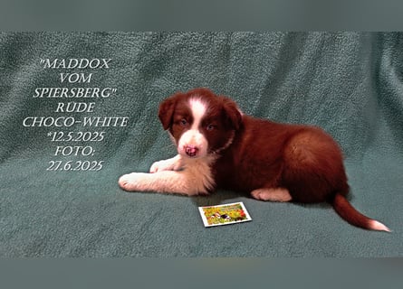 Border Collie-Welpen , black-,choco-,red-white und red-,black-merle