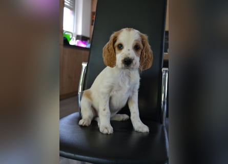 Traumfee - Irish Red and White Setter