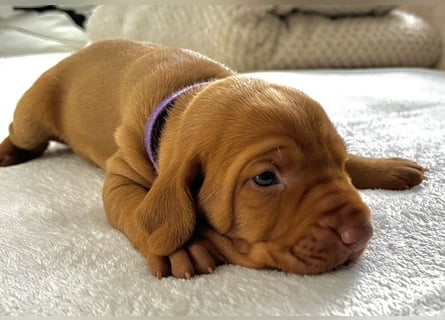 Wurfankündigung Magyar Vizsla Welpen (Mai 25)