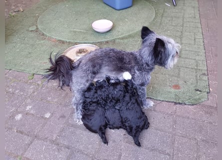 Unsere kleine Schmusekatz