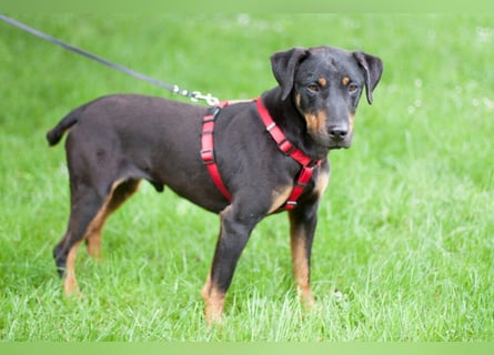 Chapi - quirliger, verschmuster Familienhund - Tierhilfe Franken e.V.