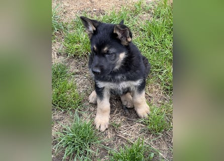 Deutscher Schäferhund Welpen