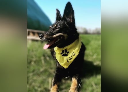 Pechpfötchen Zara sucht ein neues Zuhause