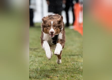 Erstklassiger Deckrüde Mini American Shepherd