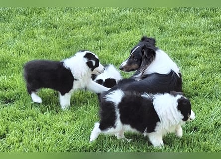 Sheltie Shetland Sheepdog