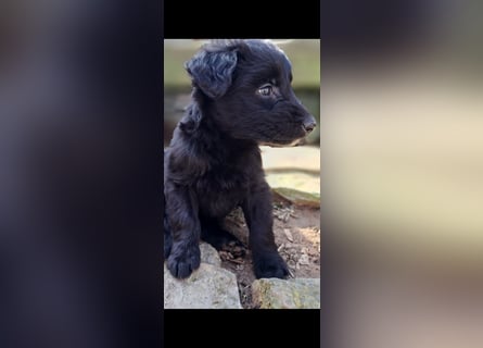 11 putzmuntere Aussiedoodles