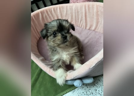 Maltipoo - Welpen - Rüden und Hündin