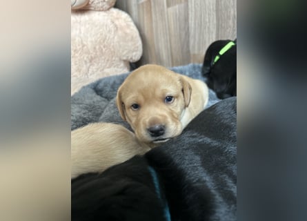Reinrassige Labrador Welpen m.P. aus liebevoller Zucht