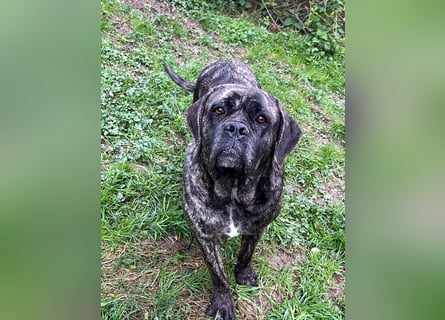 Wunderschöne Cane Corso Mix Welpen zu verkaufen in Formentino und gestromt