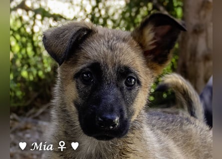 Vier wunderschöne Schäferhundmischlinge suchen ein Zuhause