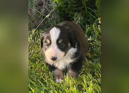 Miniature Australian Shepherd Welpen m. Papieren