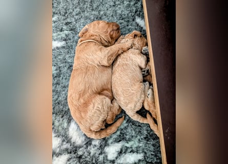 Goldendoodle medium mit Papieren und Ahnentafel