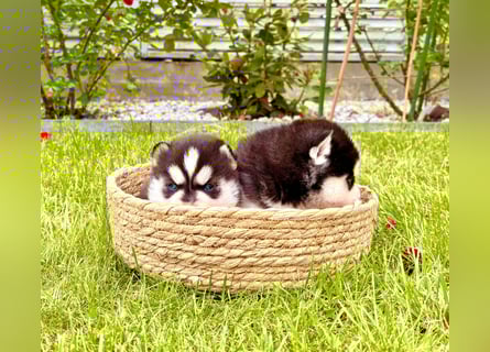FCI Pedigree Blue Eyed Black & White Siberian Husky Champion Puppy