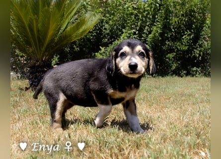 Eckie, Emma, Enya und Erin suchen ihre Familien ab Oktober