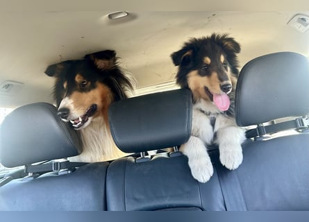 Colliewelpen im amerikanischen Typ