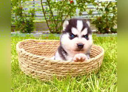 FCI Pedigree Blue Eyed Black & White Siberian Husky Champion Puppy