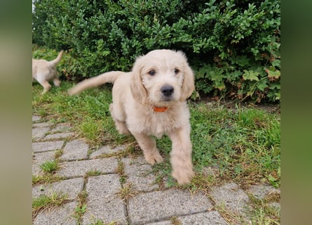 Labradoddle F1