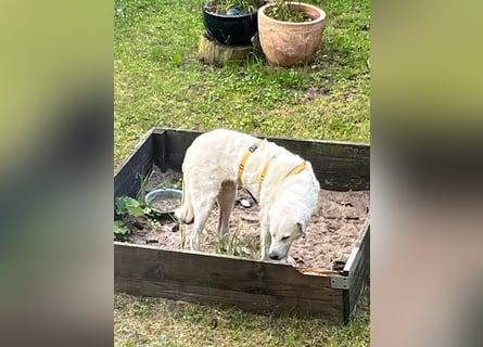Francesco - Wo sind die Freunde von großen, gemütlichen Hunden