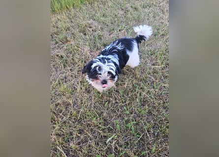Shih Tzu Mix Welpen vom 18.03.25