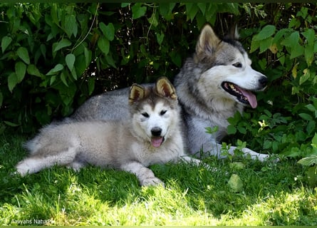 Zuchtstätte Silberglanz- C-Wurf / Alaskan Malamute Welpen - 3 Weibchen/2 Rüden