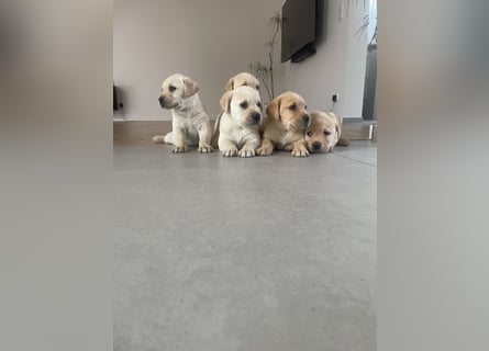 Labrador Welpen