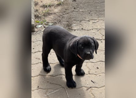 Nur 2 Labrador Weibchen mit Ahnenpass 2 Rüden & 6 Weibchen in Schwarz