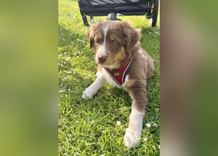 Australian Shepherd Welpen braun/redtri (Minimix/Reinrassig)+ Gesundheitszeugnis