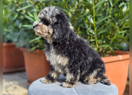 Cavapoo welpen