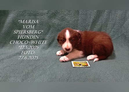 Border Collie-Welpen , black-,choco-,red-white und red-,black-merle