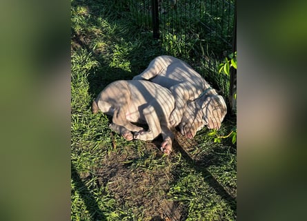 zuckersüße Weimaranerwelpen