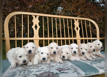Golden Retriever Welpen 