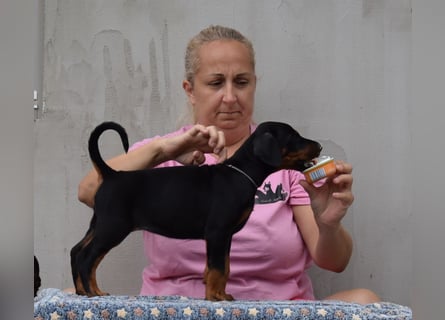 FCI Dobermann Welpe aus Championlinie – Nebula Nero di Angelo