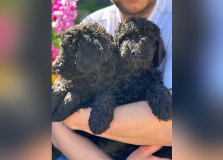 Goldendoodle F1b