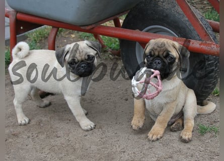 Mops 2.0 Welpen, Rüde, 13 Wochen, Ahnentafel CfdM / VDH / FCI