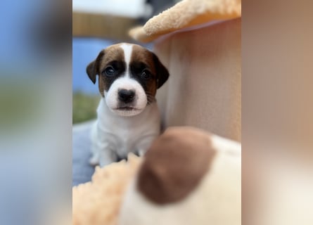Jack Russel Terrier Welpen mit Stammbaum